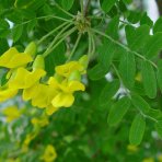 Karagana sibírska (Caragana arborescens) - výška 40-60 cm, kont. C3L